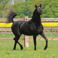 German National Silver Champion Mare